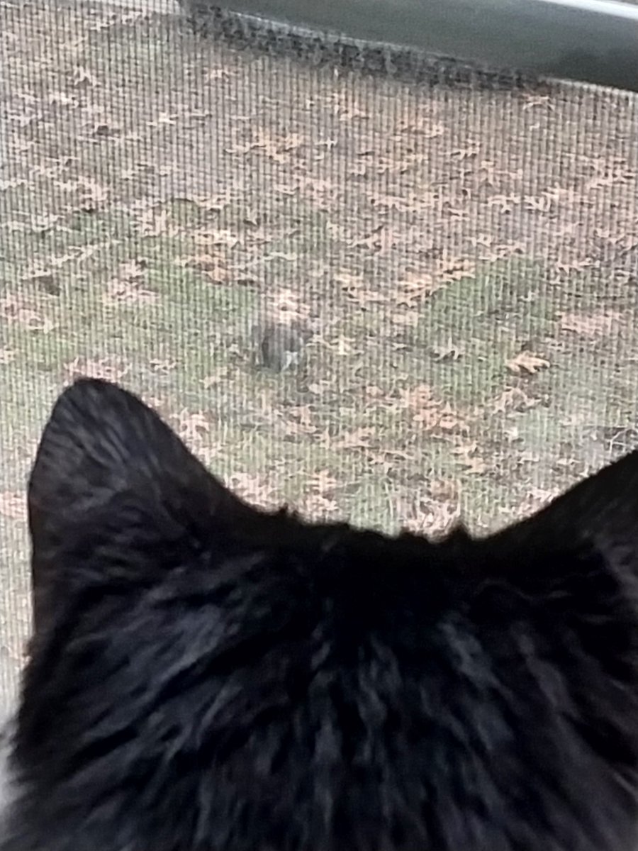 HAPPY SINSMAS ♡
I won't be streaming (obvs) as my schedule for work is weird + holidays :D