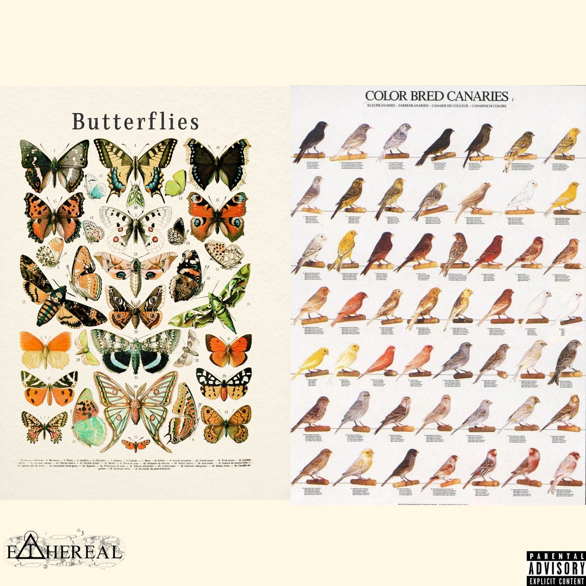 LandsThree's tweet photo. Butterflies &amp; Canaries
Out Now:

https://t.co/BBrl0TDg3W https://t.co/M2sjMVBkJs