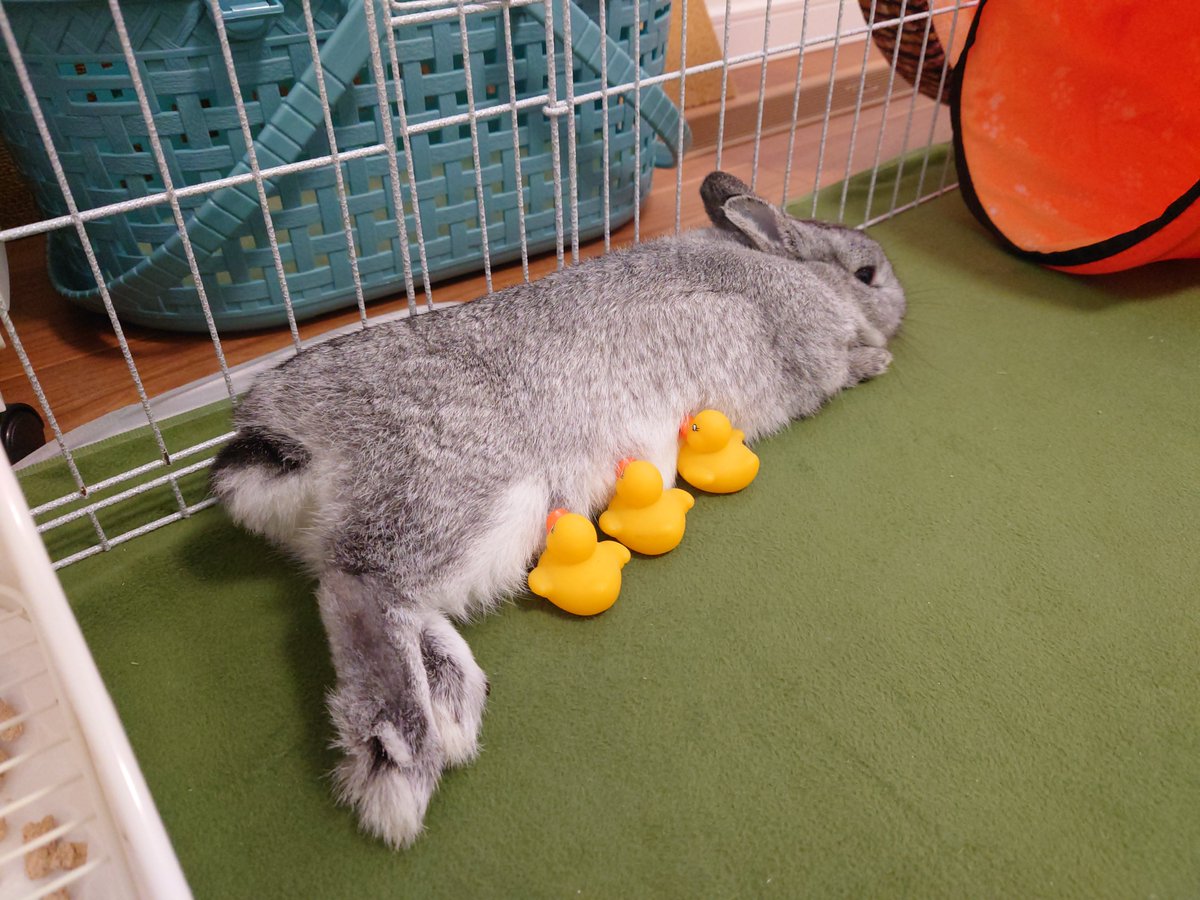 shari_usa's tweet photo. 🐤🐤🐤 https://t.co/Ao5HaJkPXw