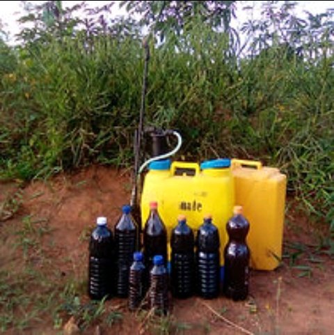 AgriHopper's tweet image. Fermented rabbit urine is a powerful pesticide and fertilizer in one. Packed with nutrients, it protects crops naturally while boosting growth. Say goodbye to chemicals and hello to eco-friendly farming solutions. Turn waste into wealth! #AgriHopper #EcoFarming #NaturalSolutions