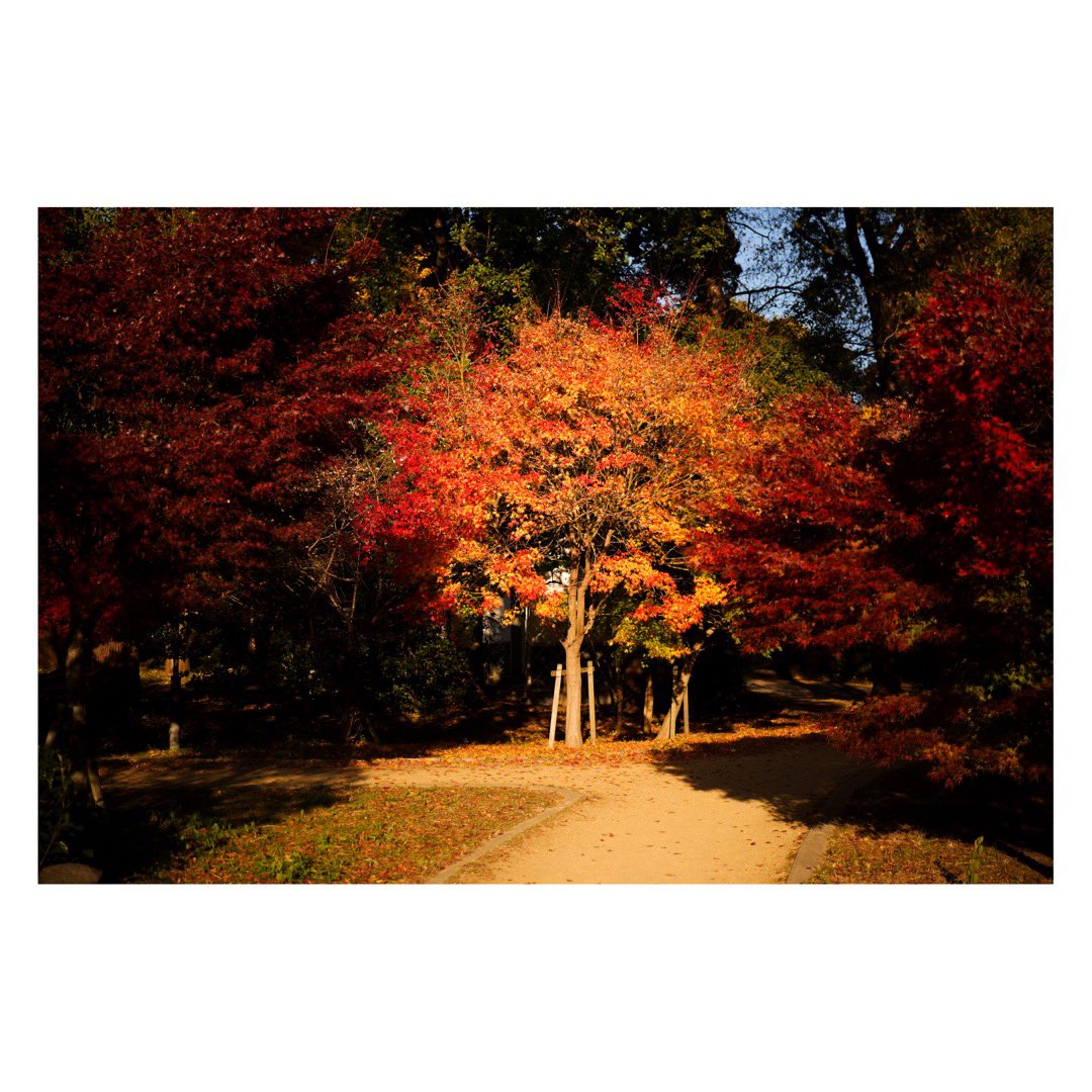 シャル tweet media