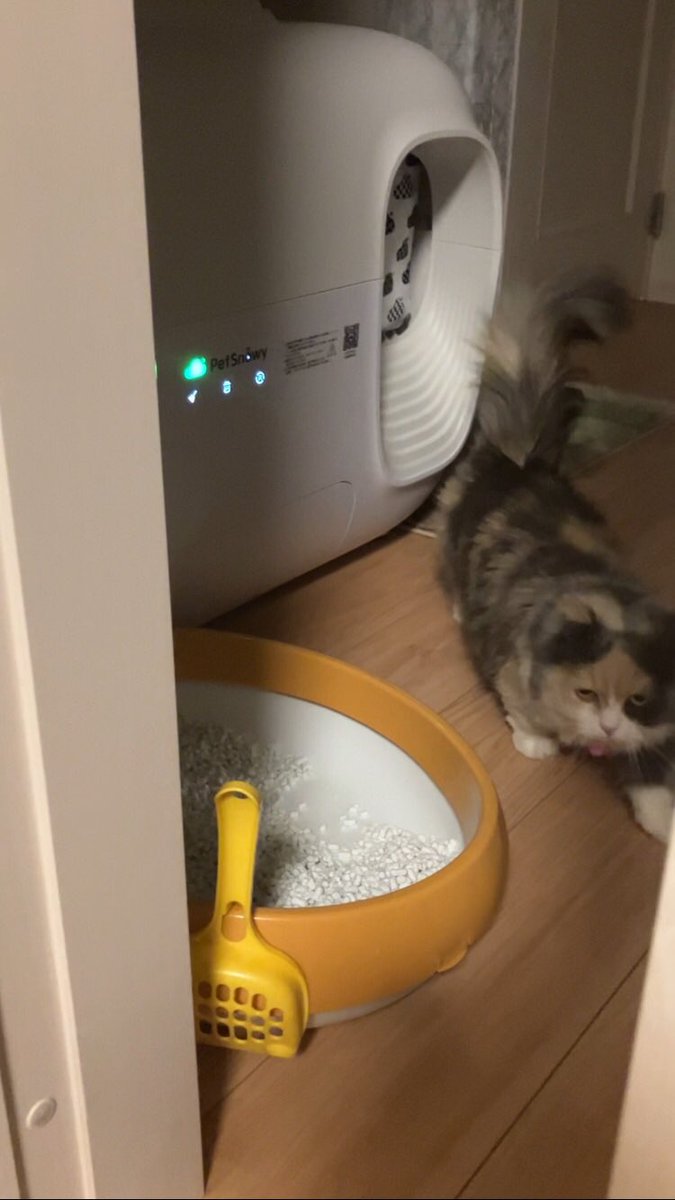 お茶犬 tweet media
