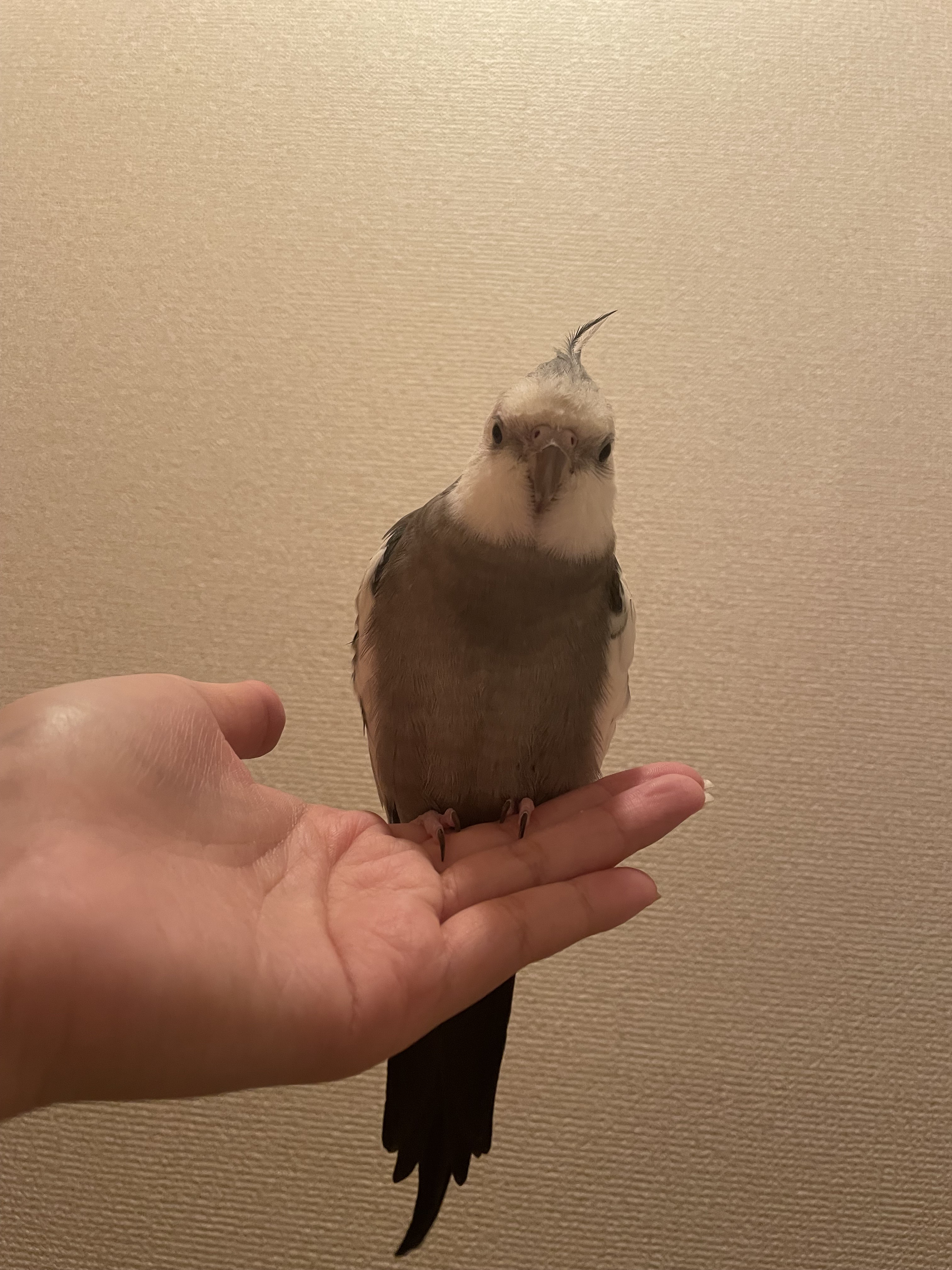 ぴーとこ文鳥 (@LDGLwCm0pR8l1NR) / X