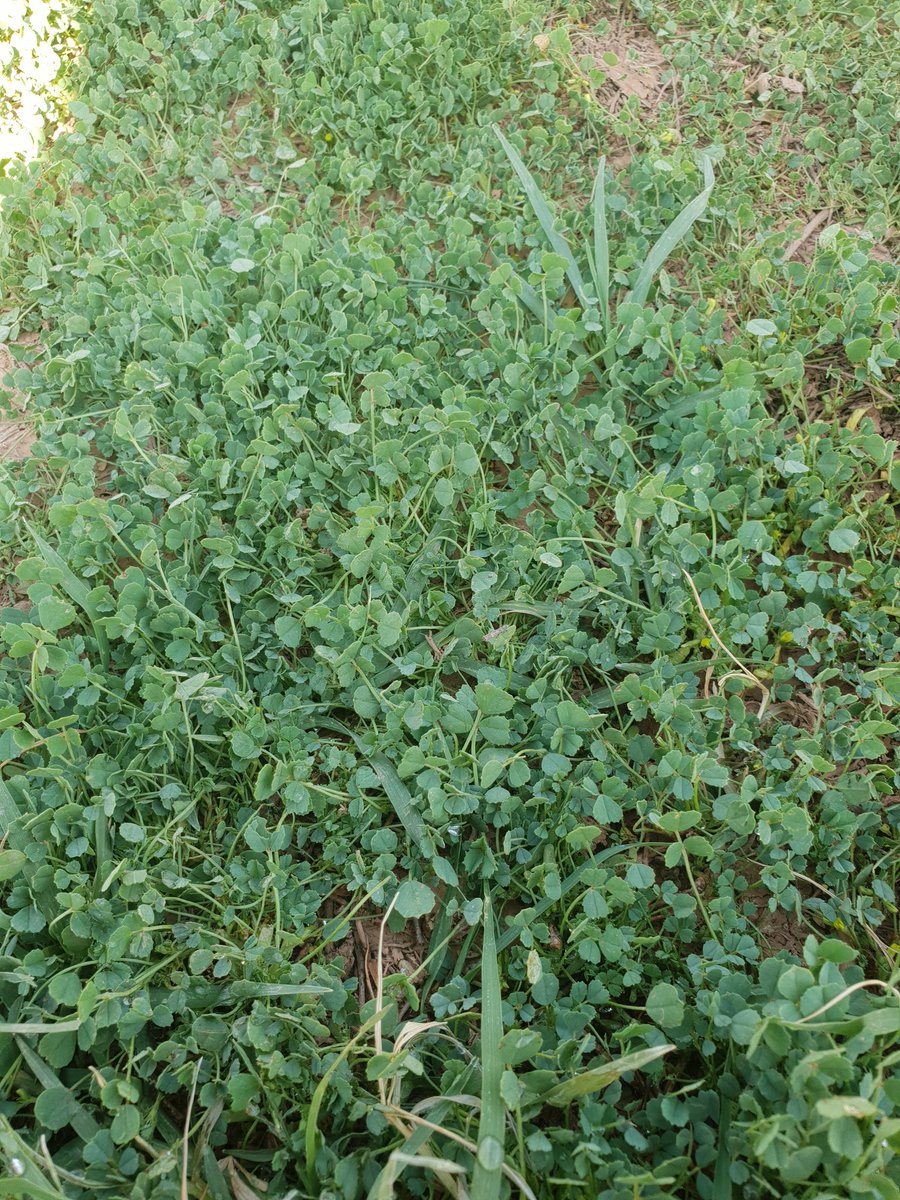 شكرا جزيلا للأستاذ/ رائد الحسين والشكر
موصول لأسرته الكريمة على إتاحة الفرصة
للمتنزهين في محميته في روضة الرمحية بأشيقر بدون دخول السيارات حفاظا على 
المساحات الخضراء  في إمكانكم زيارتها
تحت شعار ( دع المكان أنظف مما كان )