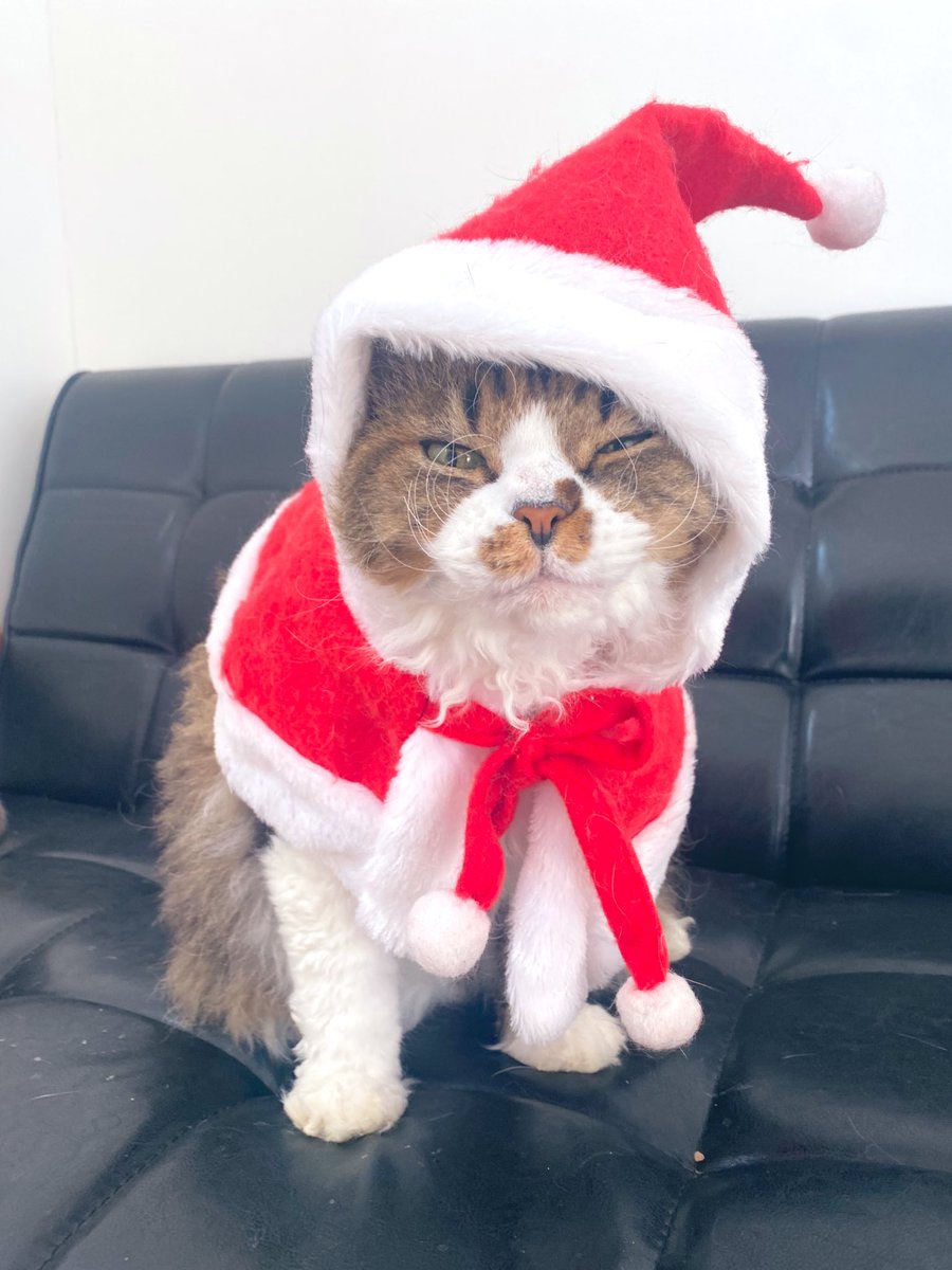 今夜みんなのところにも来てくれるかな🤶🎄✨