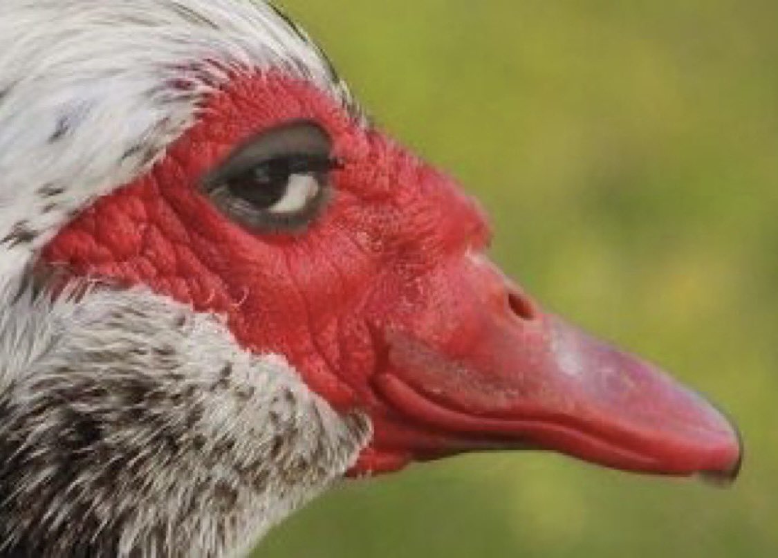 poordart's tweet image. Option 1: DPRK is long ETH - bullish

Option 2: DPRK is about to hack billions in USDC from hyperliquid which they must immediately swap for ETH - bullish