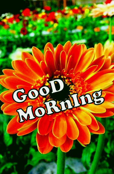 KMirtha3210's tweet photo. Let today be the day you chase your dreams and enjoy every moment. ✨ Morning Vibes🙂. https://t.co/hXxedKV6TQ