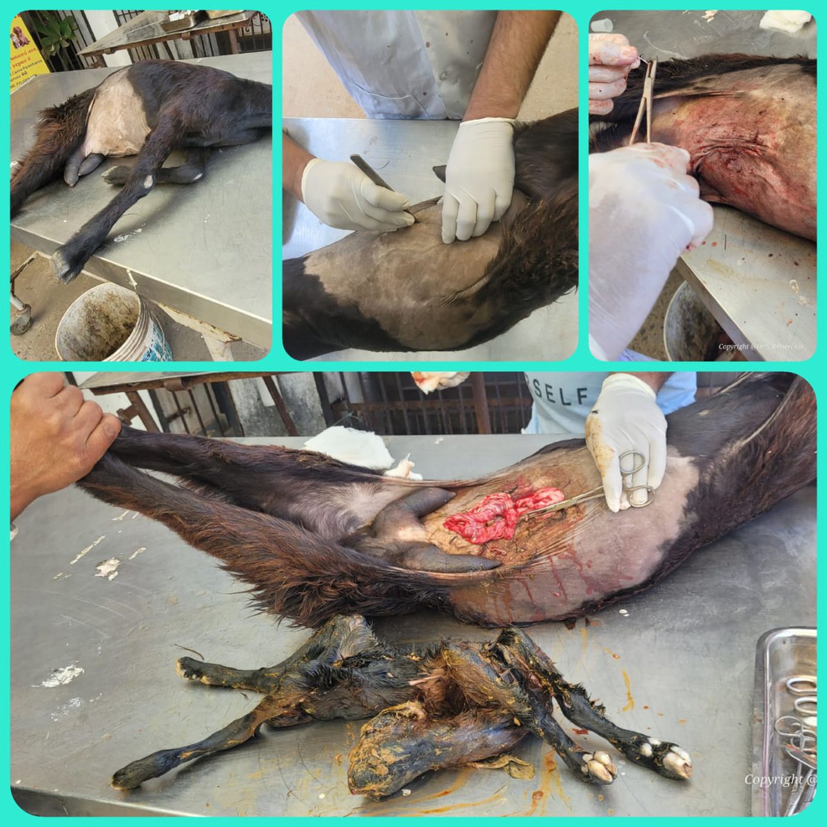 vdmodasa's tweet photo. DYSTOCIA IN GOAT .C.S  OPERATION PERFORM AT VETERINARY DISPENSARY MODASA .
  @DdoArvalli @prantmodasa @DAHOArvalli https://t.co/YJuy4L56tK