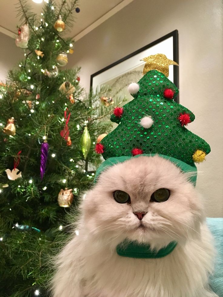 cutemycatmemory's tweet image. 𝐦𝐞𝐫𝐫𝐲 𝐜𝐡𝐫𝐢𝐬𝐭𝐦𝐚𝐬 𝐞𝐯𝐞 — 🎅🏼♥️🎄