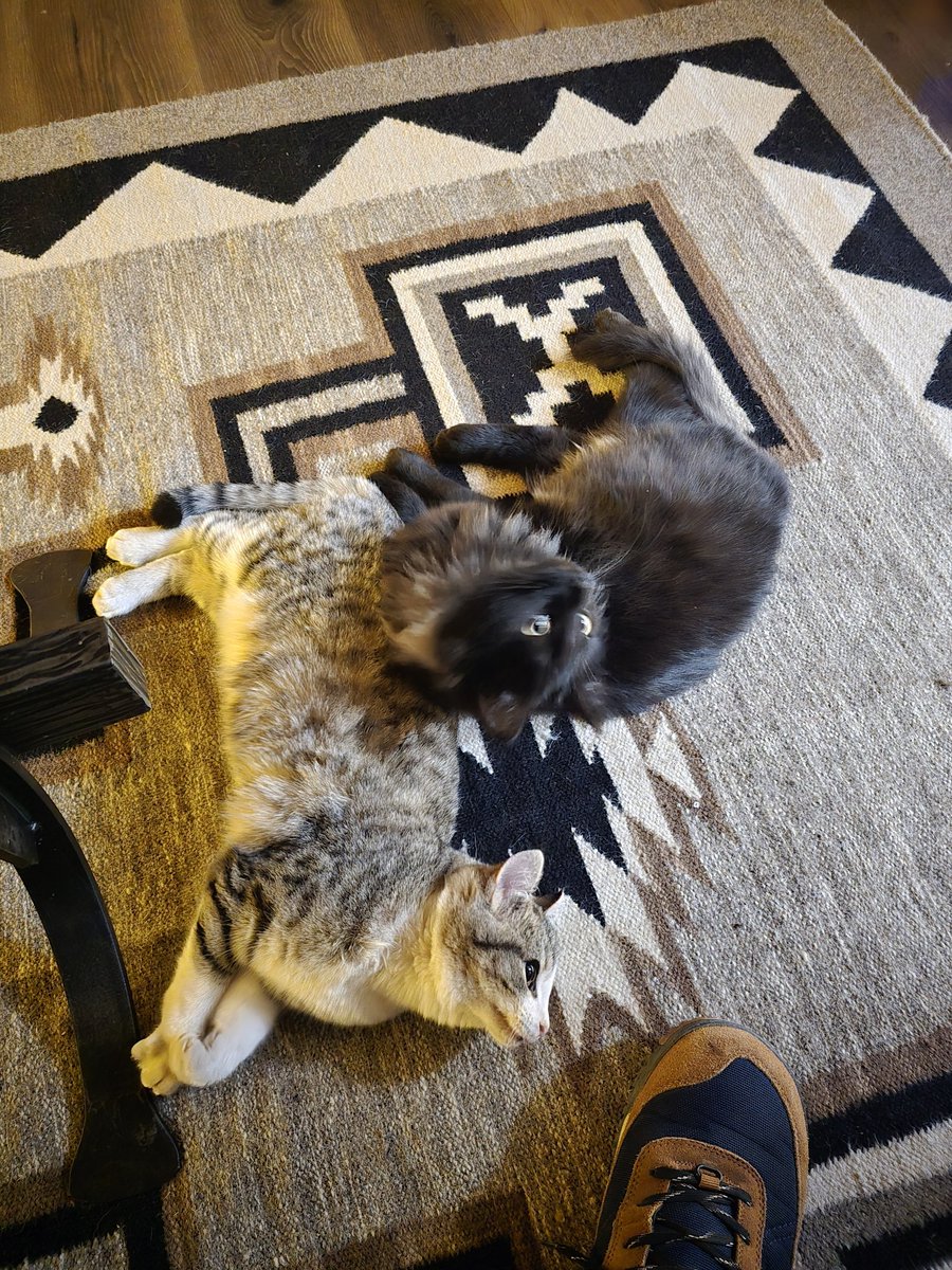 The best part of having a ranch is that cats randomly show up