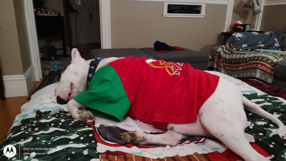 Goodnight everyone 💞. Dream of a better world ☮️.  I know that's not easy right now.  #Goodnightbullies #Goodnighteveryone #KindnessMatters

#RememberingRex #WeLoveYouRex #WeMissYouRex #Dogs #Love #MemoriesOfRex