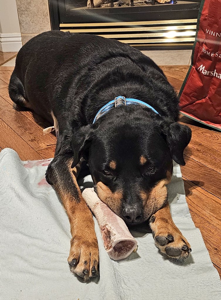 Team Servicerottie🇨🇦🐕🦺🦽 tweet media