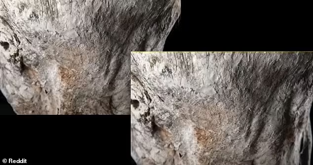 TrueCrimeUpdat's tweet image. The case of Peru&apos;s mysterious &apos;alien mummies&apos; deepens with the introduction of two new specimens, Paloma and Antonio, reportedly found in the Nazca desert

These mummies, similar to previous discoveries, possess three fingers and small slanted eyes, but are described as the size…