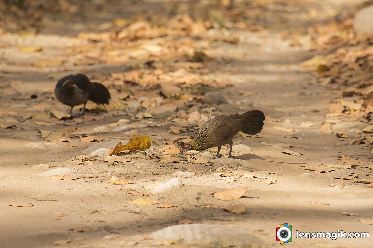 np_photographer's tweet image. Kalij Pheasant lensmagik.com/kalij-pheasant Birds of India #kalijpheasant #pheasantbird #birdsofIndia #largebirds #largeflyingbirds #aboutpheasantbird #typesofpheasantbird #uttarakhandbirds #corbettnationalpark #BirdsOfTwitter