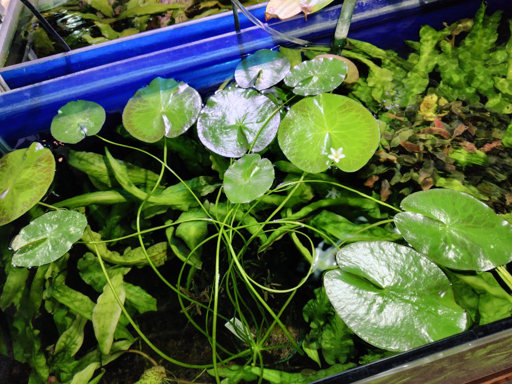 AQUAFORTUNE2007's tweet photo. Nymphoides indica Morowali
PP-240819-2　Sulawesi Tengah
開花しました!
繊細な感じの小ぶりの白花です
殖える気配はありませんが株は好調ですね😊
#Nymphoides
#PP便 https://t.co/ED3Dx8AJam