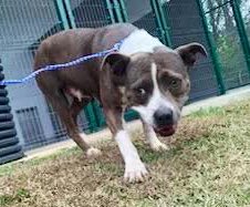 LacDonna's tweet image. Bella is a beautiful, loving and calm girl and weighs 40lbs. Help us save Bella. She needs adopted or fostered to save her life. Bella desperately needs pledges to attract a rescue.   She only has 4 pledges. We need our dog lovers village to give Bella a chance!!