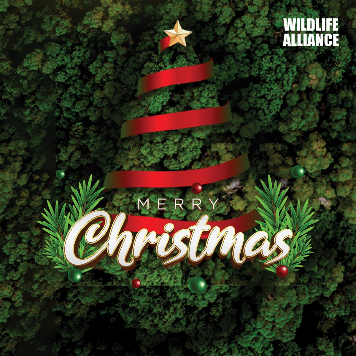May this season bring love, peace, and joy. Wildlife Alliance wishes everyone a Merry Christmas!

#wildlifealliance #ComplimentsOfTheSeason #Cambodia