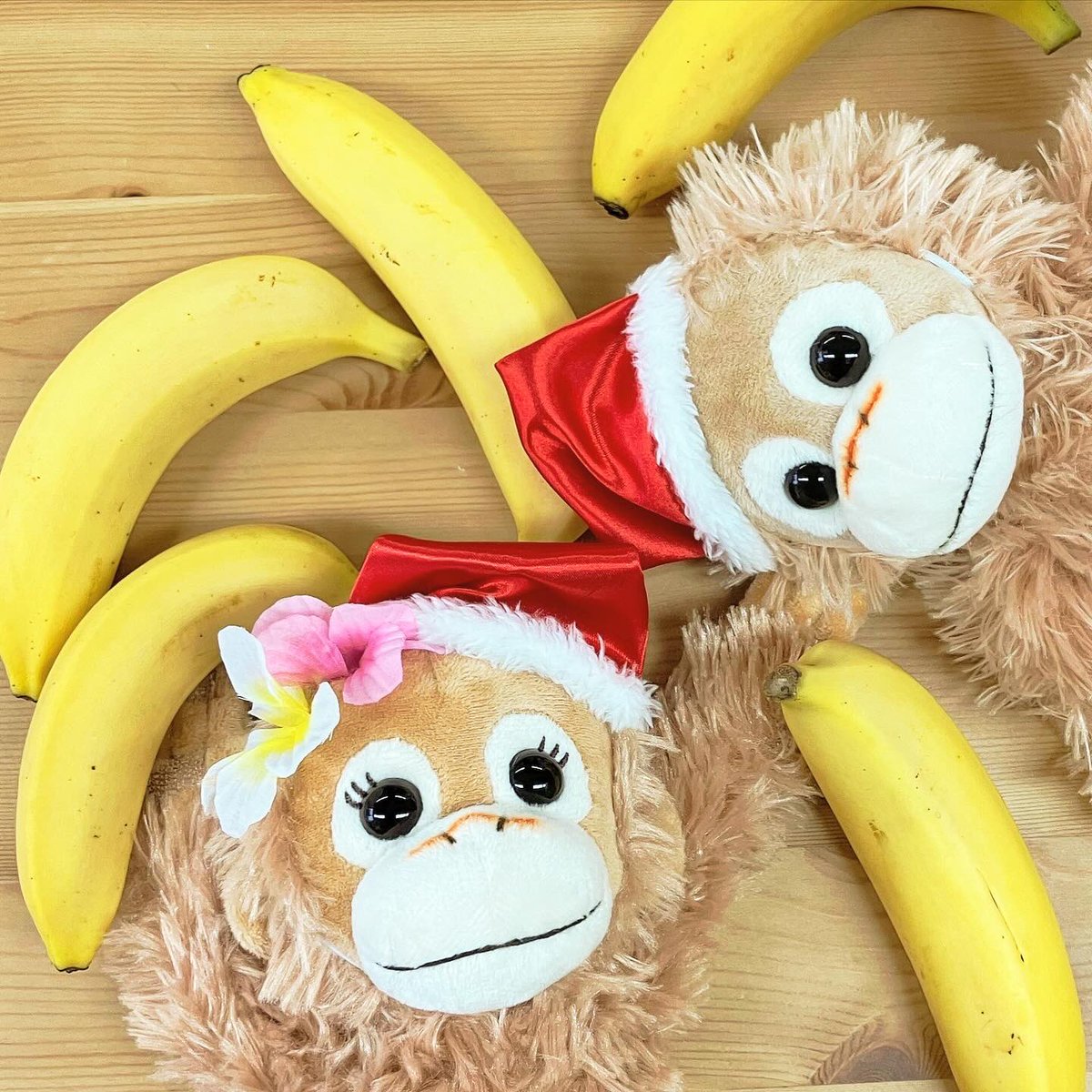 ココナッツベイビー anddy toy store / ACE COOL / GAPPER