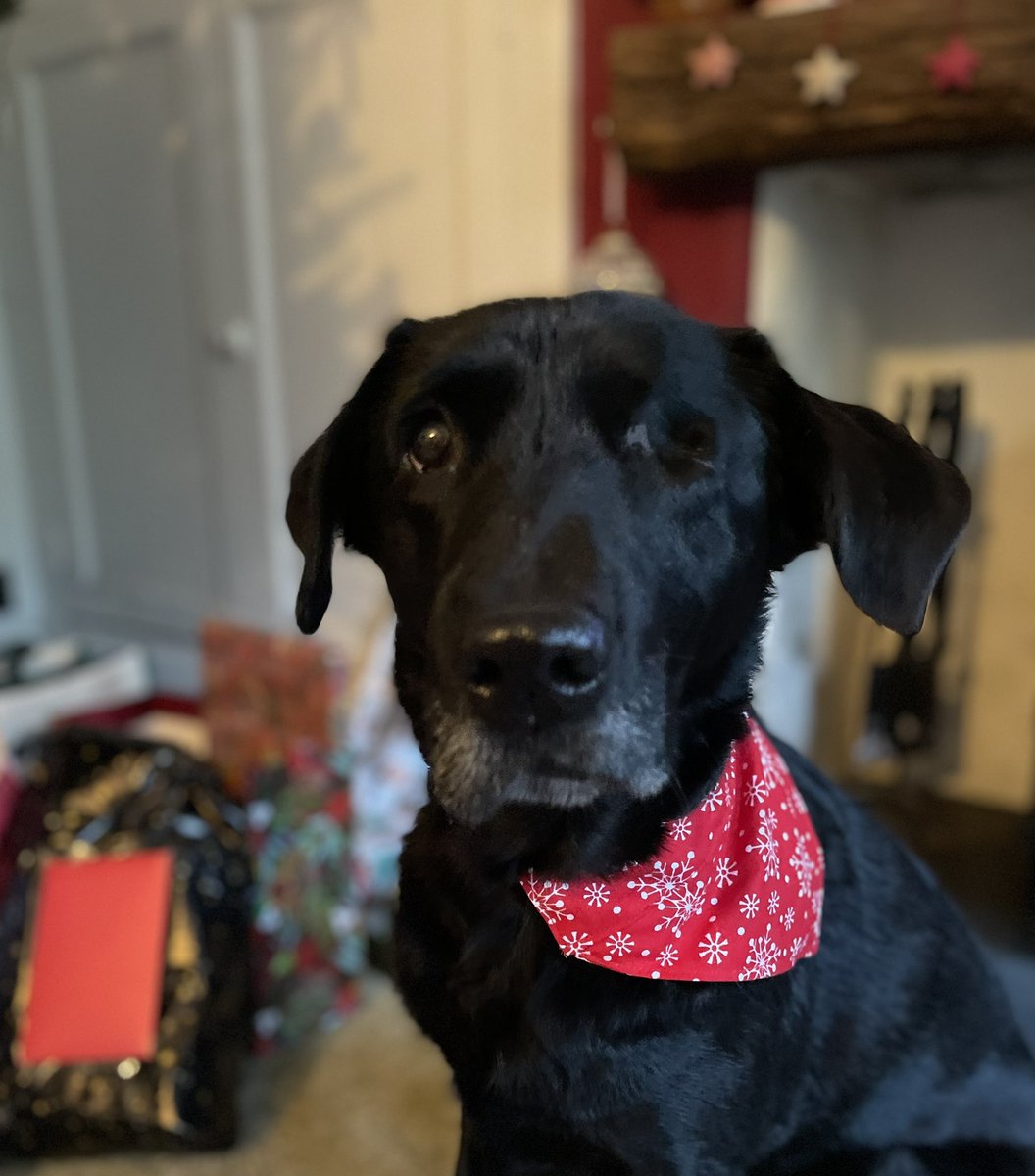 LittleMoRescuePup tweet media