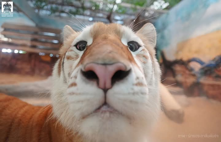 Avacutetiger🐯 tweet media