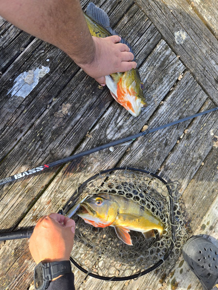 Aegishand's tweet photo. Shout out to @StCroixRods your rods make catching south florida peacock bass a blast! https://t.co/GXjQzfYDbV