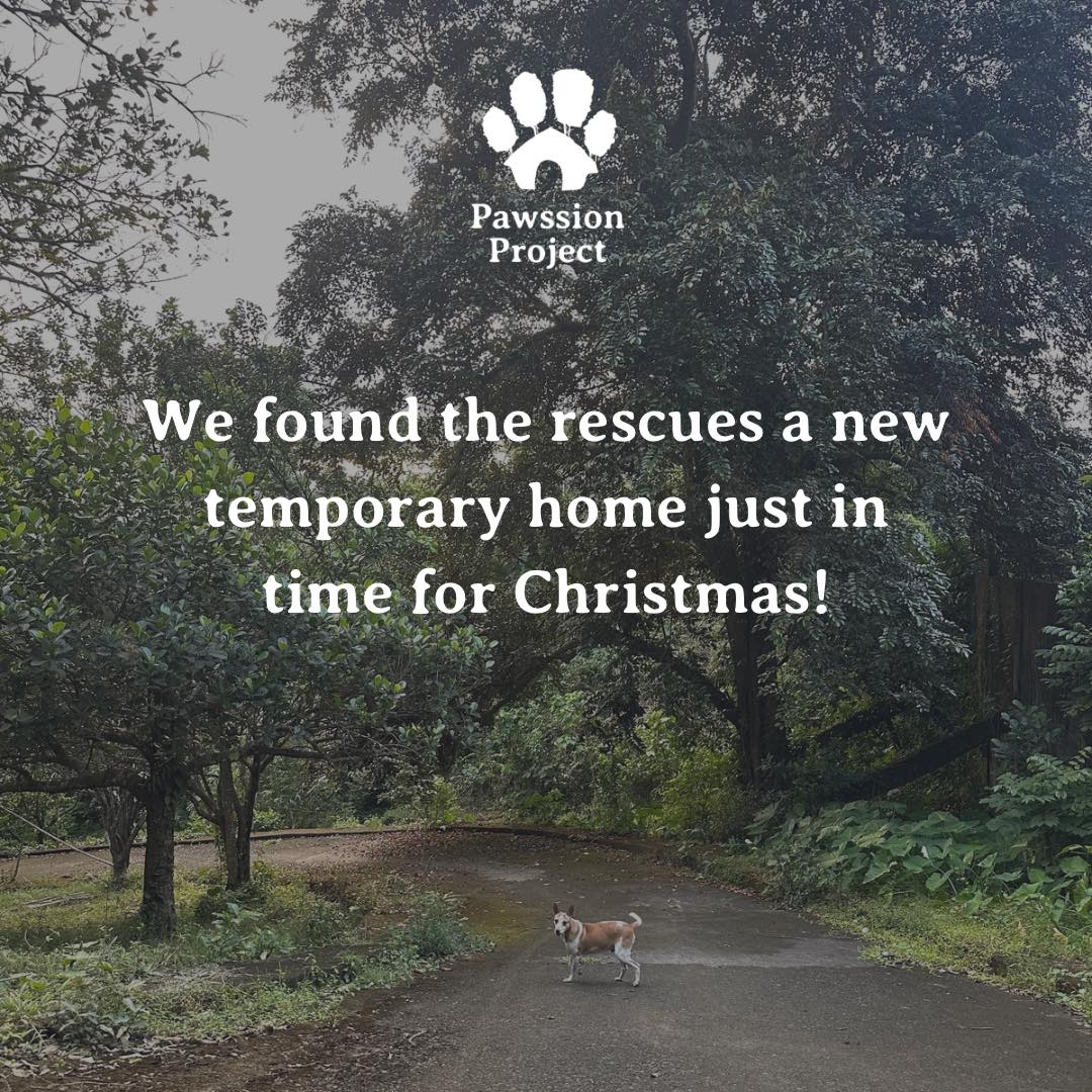 Saying goodbye to our home for 5 years, but continuously holding on to hope as we embrace one of the most special Christmas miracles…

We finally found a new temporary home for our Bulacan rescues, just a few minutes away from our current shelter!!!🧵