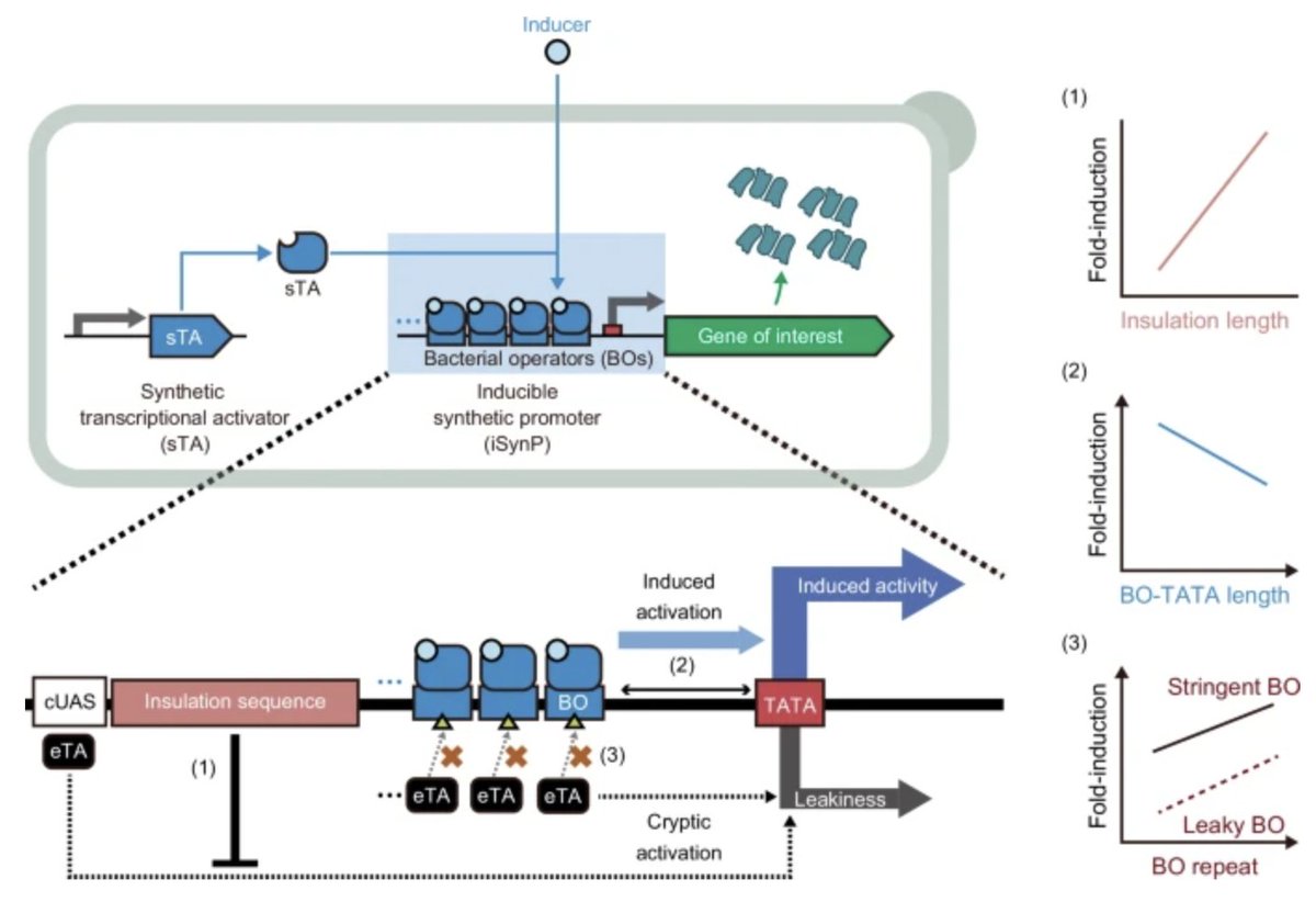 good papers (@paperperday) on Twitter photo Designing strong inducible synthetic promoters in yeasts
"inducible promoters that achieve a > 1000-fold induction"
nature.com/articles/s4146… Designing strong inducible synthetic promoters in yeasts
"inducible promoters that achieve a > 1000-fold induction"
nature.com/articles/s4146…