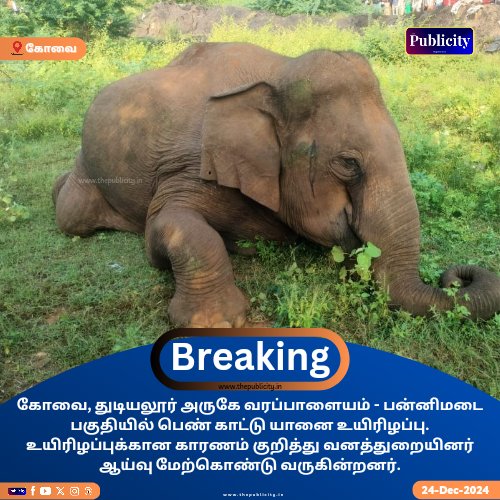 கோவையில்பெண் காட்டு யானை உயிரிழப்பு. உயிரிழப்புக்கான காரணம் குறித்து வனத்துறையினர் ஆய்வு.

#elephant #forest #tnforest #wild #wildanimal #Trending #westernghats