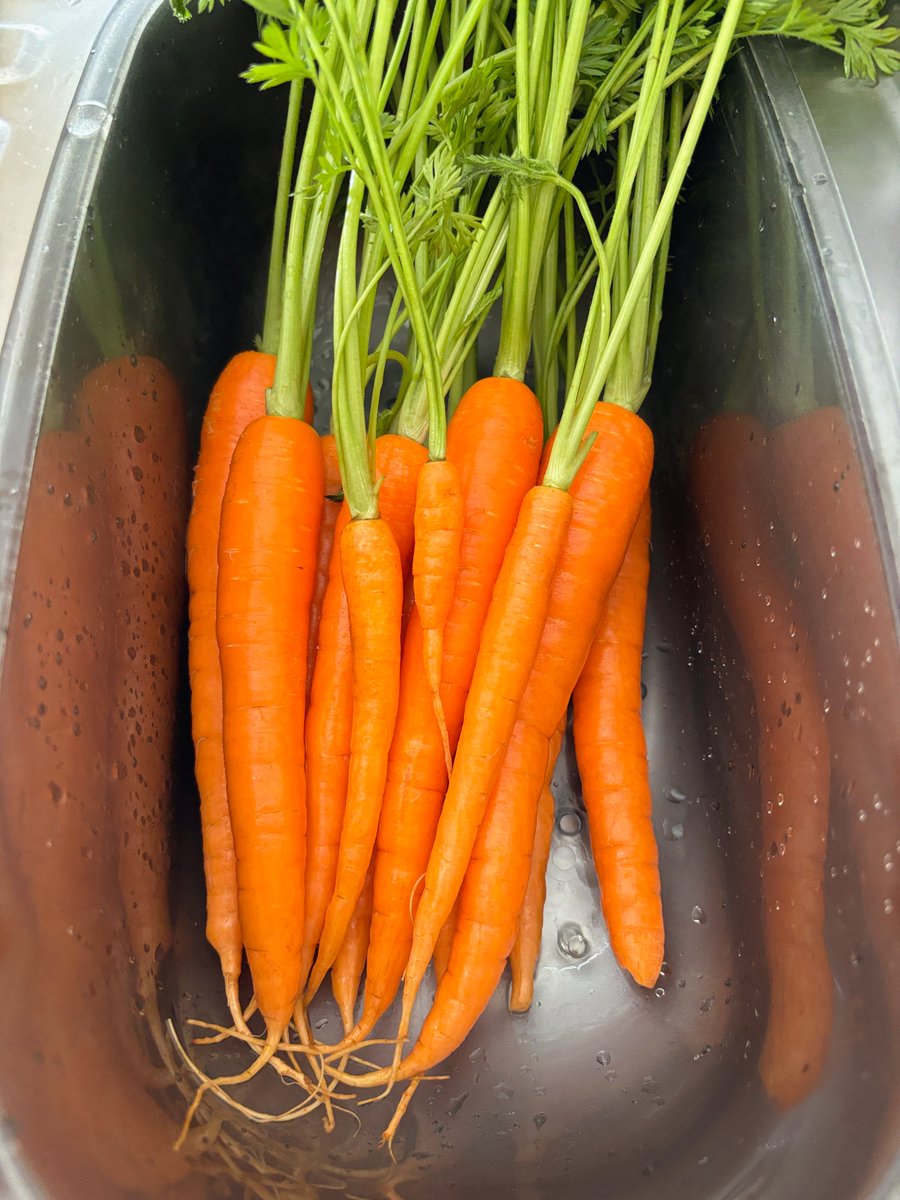 连胡萝卜都是小时候最可爱🥕