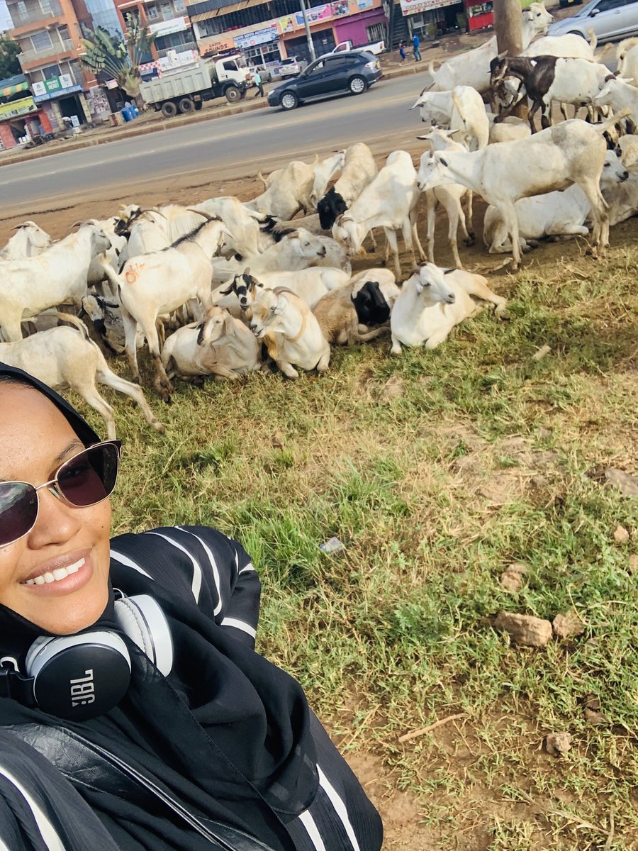 farhiyaos's tweet photo. Casually chilling with someone’s Mbuzi for Christmas. 

Hit me up at 0701651624. I’ll sort you out at affordable prices. https://t.co/ht0MBGyHrq