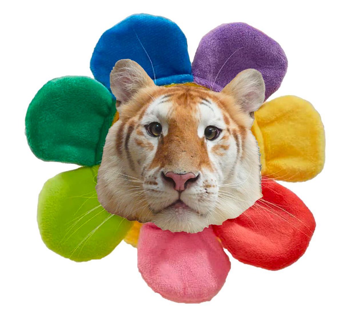 Ducky1.hft tweet media