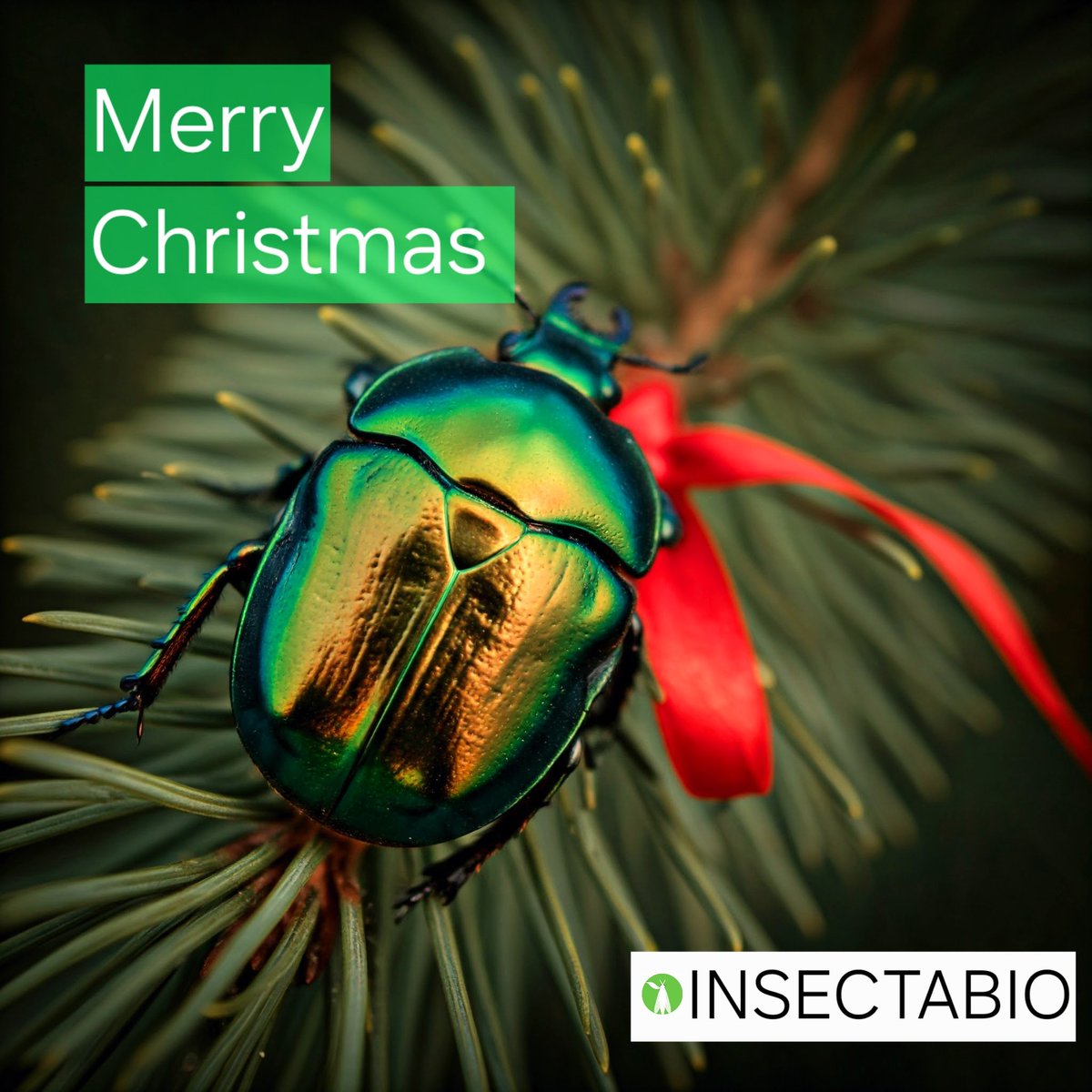 #InsectaBio #MerryChristmas #holidays