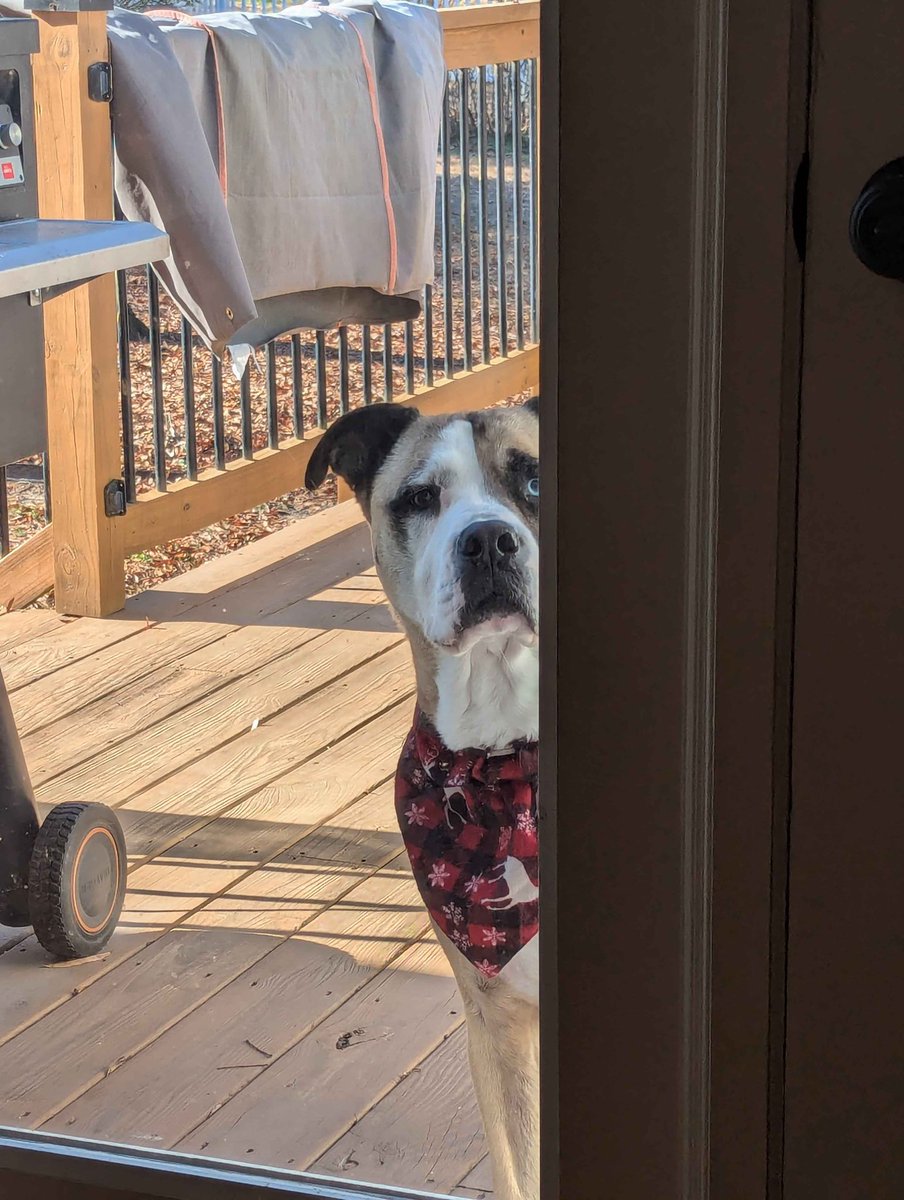 bo is ready for christmas