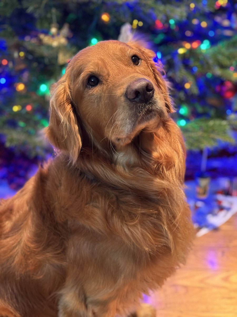 My Christmas card this year. I lost my other two boys within the past four months, one young and unexpectedly. It’s been a tough end of the year, but I’m thankful I still have this guy.