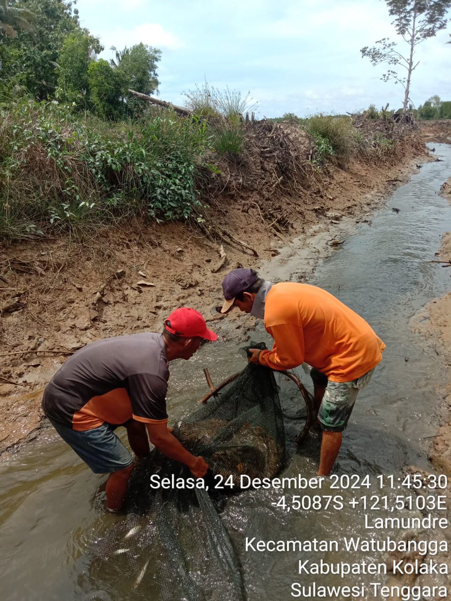 ashar_junianto's tweet photo. Selasa (24/12/2024), Ashar Junianto, S.Pi, Luhkan Kab. Kolaka, di Pokdakan Berbudi Muda Kel. Tandebura Kec. Watubangga, panen Udang Vaname, Tambak Tradisional, Sbnyk 160 kg, Luas 1 ha, size 100 an, harga Rp. 44.000/kg.

#GiatLuhkanSatminkalMaros #Kolaka #Panen @BRPBAP3_Maros https://t.co/vvBhTq8p4d