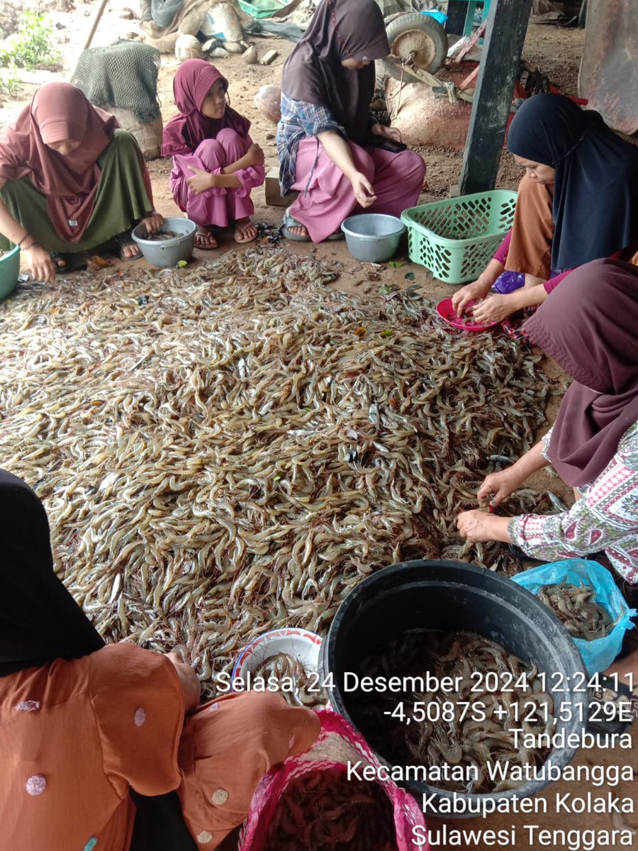ashar_junianto's tweet photo. Selasa (24/12/2024), Ashar Junianto, S.Pi, Luhkan Kab. Kolaka, di Pokdakan Berbudi Muda Kel. Tandebura Kec. Watubangga, panen Udang Vaname, Tambak Tradisional, Sbnyk 160 kg, Luas 1 ha, size 100 an, harga Rp. 44.000/kg.

#GiatLuhkanSatminkalMaros #Kolaka #Panen @BRPBAP3_Maros https://t.co/vvBhTq8p4d