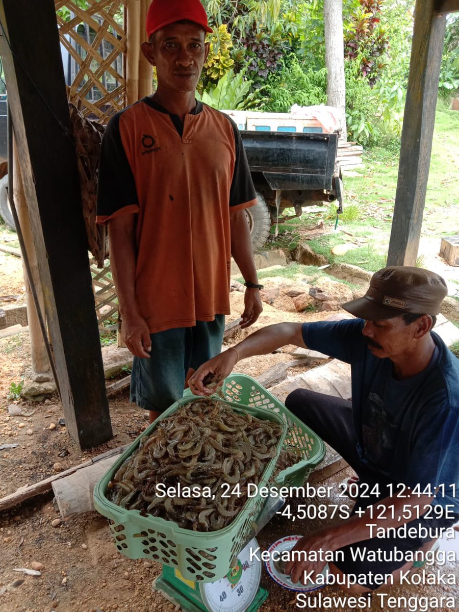 ashar_junianto's tweet photo. Selasa (24/12/2024), Ashar Junianto, S.Pi, Luhkan Kab. Kolaka, di Pokdakan Berbudi Muda Kel. Tandebura Kec. Watubangga, panen Udang Vaname, Tambak Tradisional, Sbnyk 160 kg, Luas 1 ha, size 100 an, harga Rp. 44.000/kg.

#GiatLuhkanSatminkalMaros #Kolaka #Panen @BRPBAP3_Maros https://t.co/vvBhTq8p4d