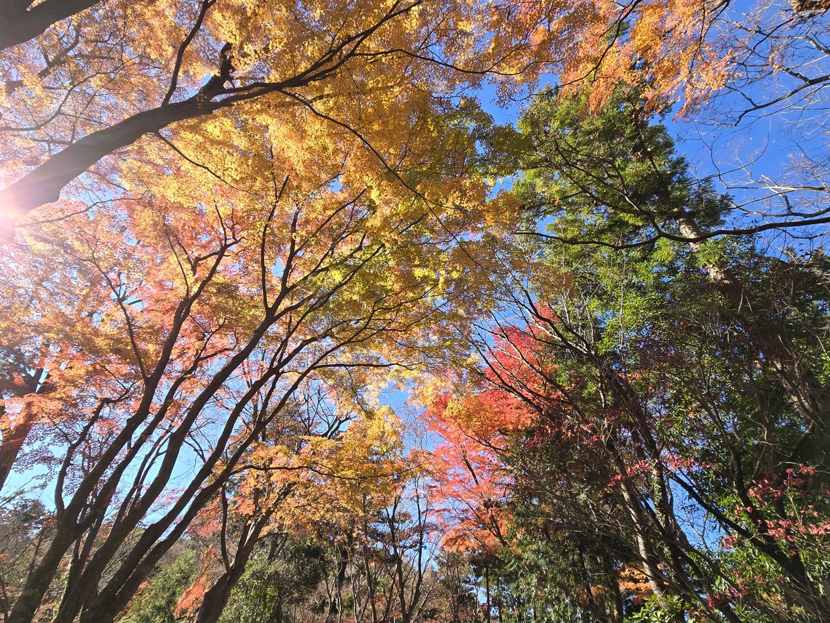 mokufusha's tweet photo. 橋谷晃・出演番組のお知らせです
12/25(水) テレビ東京「なないろ日和！」
朝9:58から始まります。
BSテレ東でも同時放送
今回は、「いつも通ってるけどなかなか知らない高尾山」がテーマです。
詳しくはこちらをご覧ください
https://t.co/AcRMFo6vuB
#知ってるようで知らない高尾山 #ハイキング番組 https://t.co/QIQyboSyPl