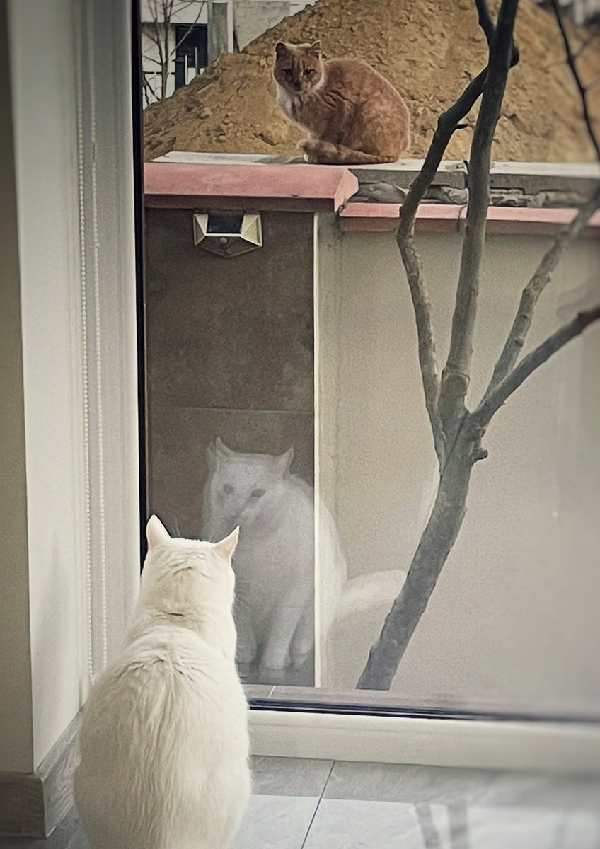 Preasca's tweet photo. Corporate life: staring through the glass, constrained yet comfortable. Entrepreneur life: on the other side, exposed but free to climb. Which side are you on? 🐾 https://t.co/kVfvUboIbb