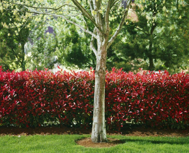 HornInsurance's tweet photo. Tree Maintenance 101 for Homeowners https://t.co/T14M7A6Lb8 https://t.co/ir6ygsPQ07