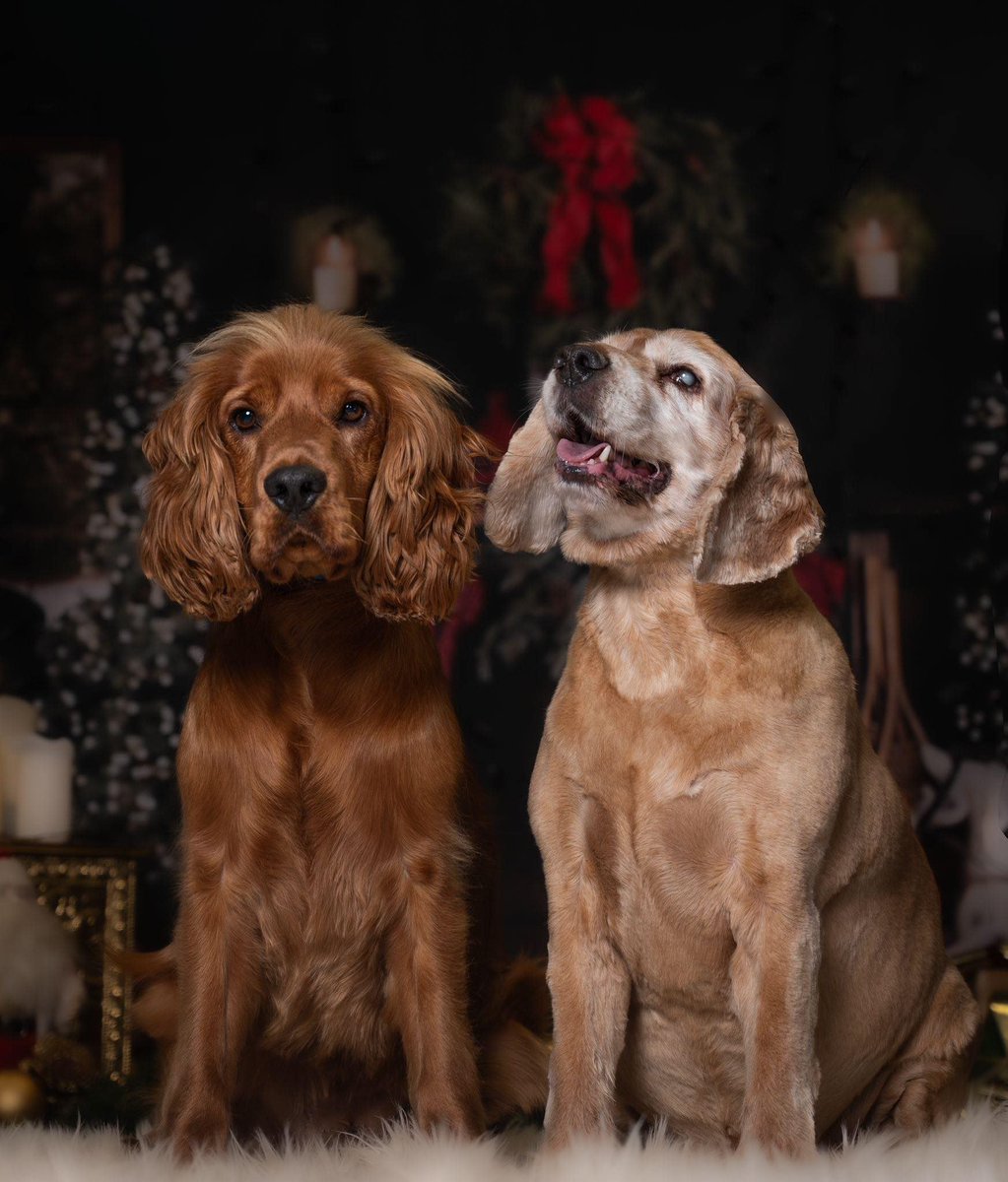 BaIbKubrox's tweet photo. @ManMadeMoon Happy Xmas Monster and family! Here's Scooby and Cooper from last year! :D https://t.co/0InkzHdXXZ