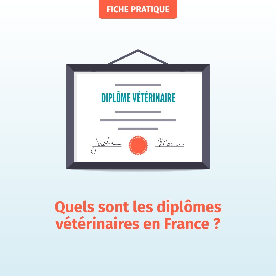 L’exercice de la profession règlementée de #vétérinaire n’est possible que pour les titulaires du diplôme d'État de docteur vétérinaire inscrits au tableau de l’Ordre.
Cette fiche pratique détaille les différents diplômes #vétérinaires délivrés en France :
veterinaire.fr/je-suis-propri…
