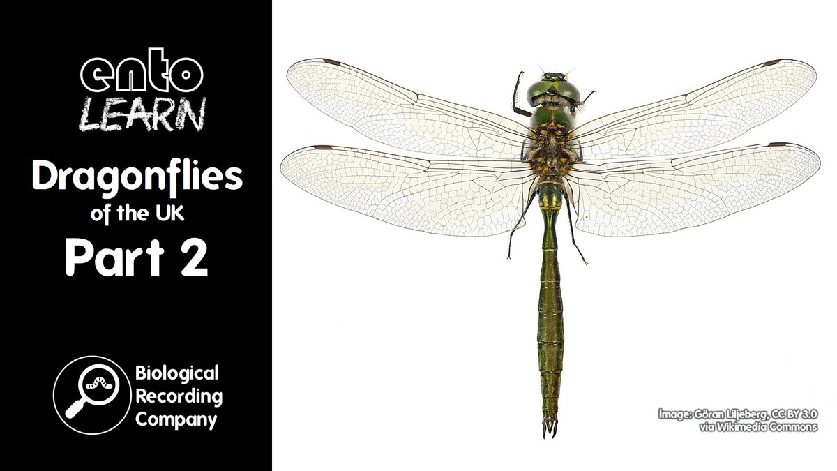 LAST CHANCE! Join us TOMORROW for Dragonflies of the UK: Part 2 🏞️ Learn to ID 10 species, explore their ecology &amp; conservation, and get tips on submitting records! Tickets £10 🎟️ <a href="/BDSdragonflies/">British Dragonfly Society</a>  

👉 eventbrite.co.uk/e/dragonflies-…

#EcologyTraining #biodiversity #ecology