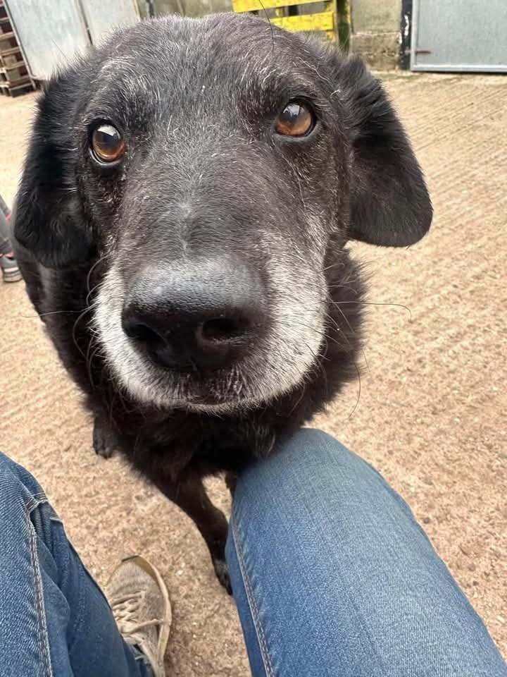 Pawprints2F's tweet photo. He didn’t get a home for Christmas 🥺💔

Oh Benji.. 9 years old and stuck in a kennels.
He deserves so much more, but no one seems to want him 😞
A grey muzzle, a slower plod and just so desperate for someone to accept him and take him home 🙏🏻 

https://t.co/cnK4uXfs0Q https://t.co/PezUoSkgBt