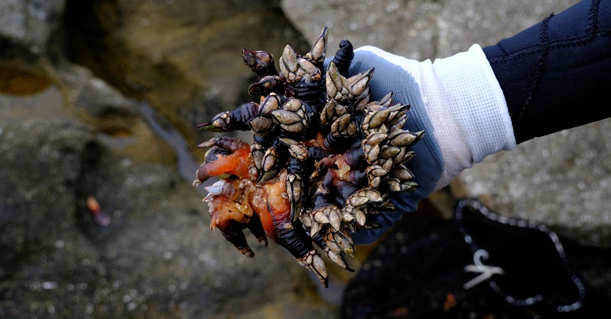The barnacle, Spaniards' favourite Christmas dish, imperilled by climate change reut.rs/3BL84Ri