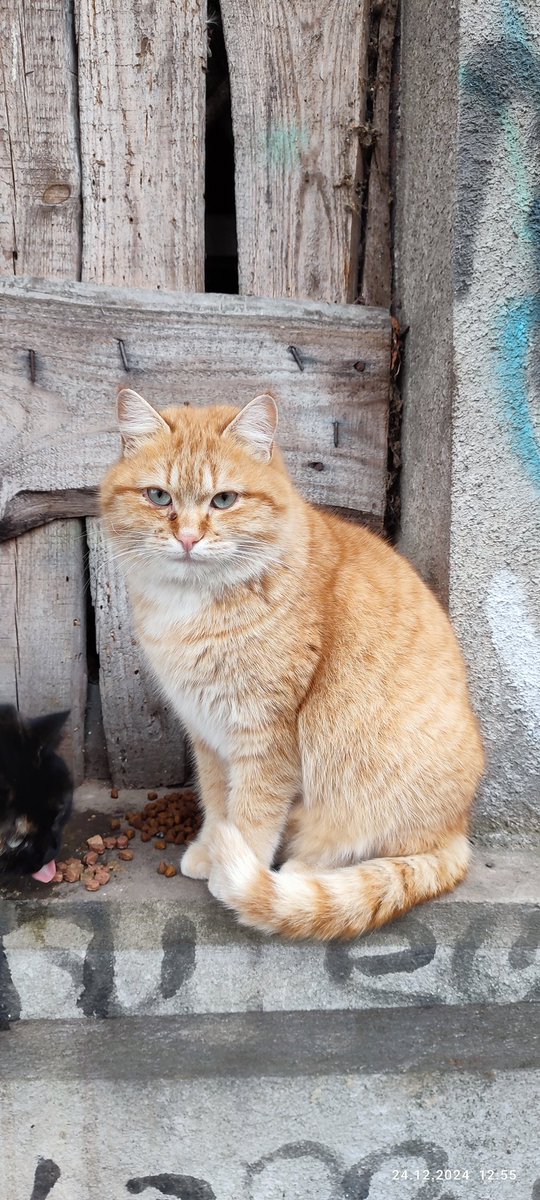 Uriy_needhelp's tweet image. Доброго дня від Рижего! Дощу немає, поїв та пішов гуляти) 
#CatsOnX #CatsLover #Redcat