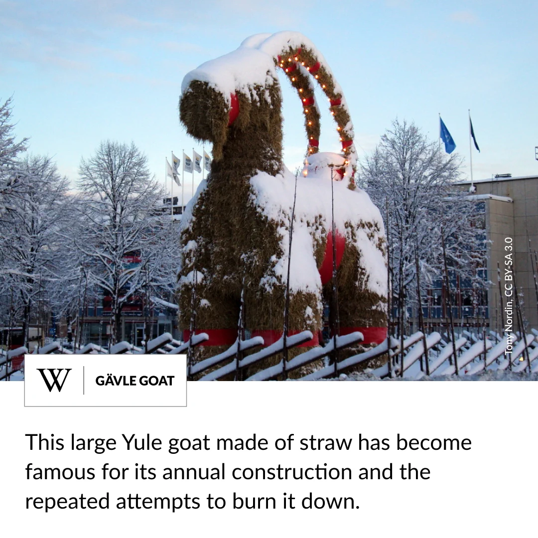 An enormous goat made of straw blanketed in snow. Text says: This large Yule goat made of straw has become famous for its annual construction and the repeated attempts to burn it down.