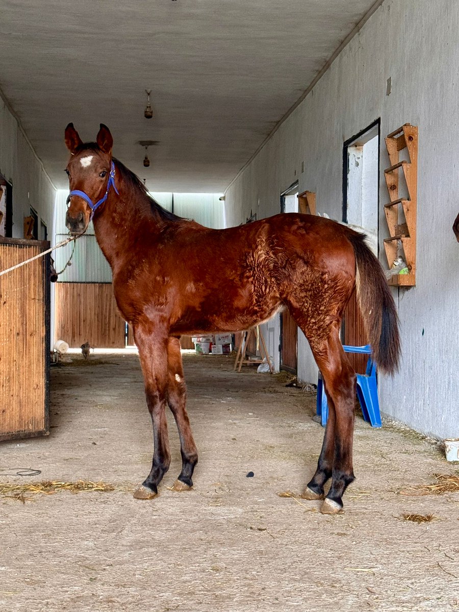 Güncel Fotoğraflar
Agresivo - Copy Cat / Royal Abjar 2024 dişi