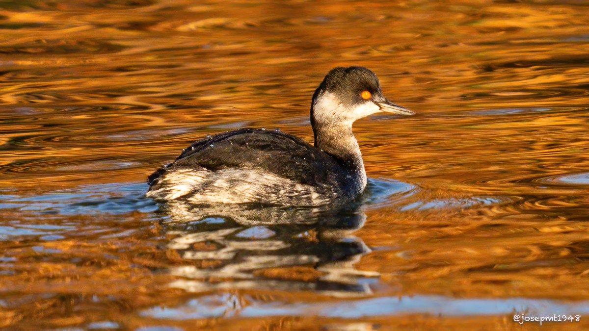 Cabussó collnegre (Podiceps nigricollis)
<a href="/_seo_ebre_/">SEO/BirdLife-Delta de l'Ebre</a>  <a href="/SEOBirdLife_Cat/">SEO/BirdLife Catalunya</a>  <a href="/rietvell/">RietVell</a>  <a href="/FundPlegadis/">Fundació Plegadis</a> 
#parcnaturaldeltadelebre #deltadelebre #rietvell #trabucador #mitgjorn #alfalcada #latancada #eucaliptus #picampall