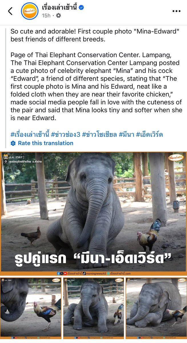 MeenaSolX's tweet photo. Meena and Edward on the news! 🐘🐓❤️

https://t.co/RTz4dmG9T5 https://t.co/DHVYlWDCsQ